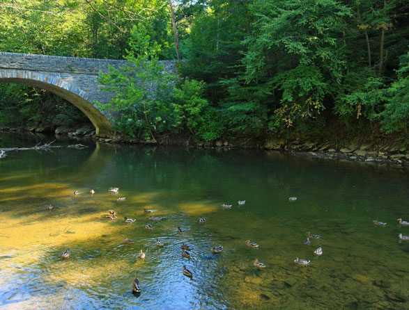 ducks under a bridge